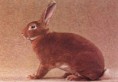 /album/les-races-de-lapins/rex-fauve-jpg/